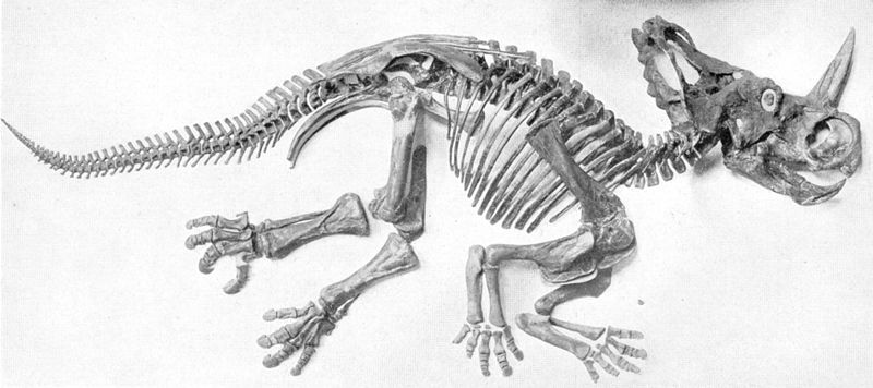 huesos encontrados del rinoceratops