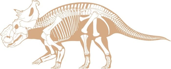 Descripción del Pachyrhinosaurus