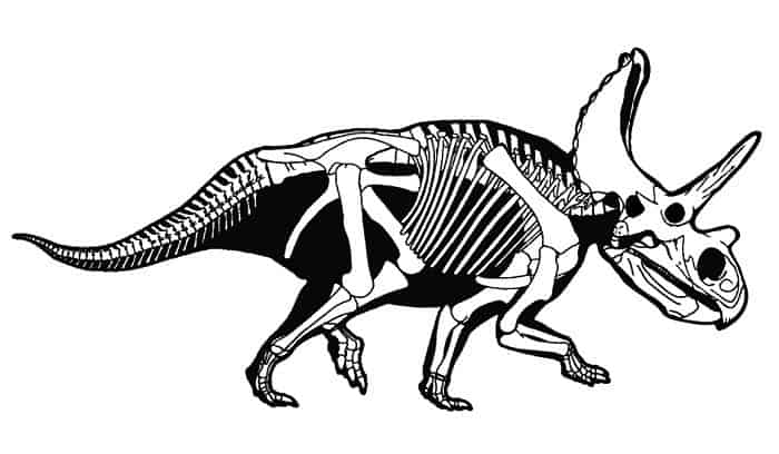 Descripción del Anchiceratops