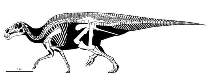 Descripción Maiasaura