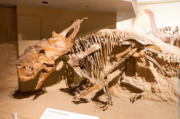 Reconstrucción de un Pachyrhinosaurus