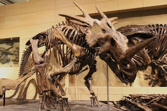 Reconstrucción de un Styracosaurus