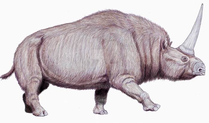 Descripción del Elasmotherium