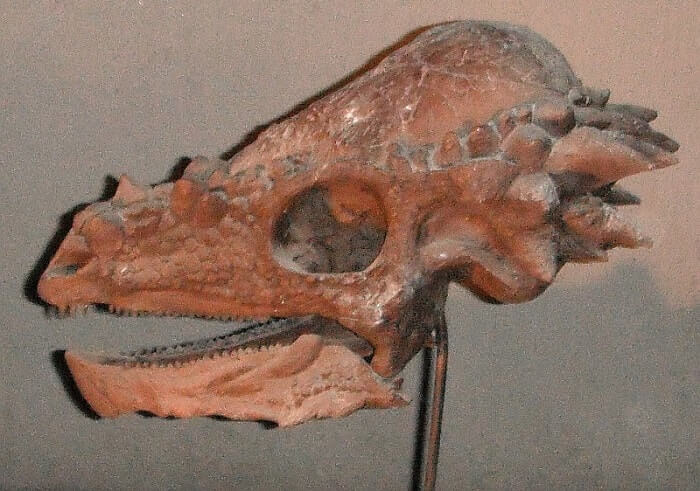 Cráneo del Pachycephalosaurus