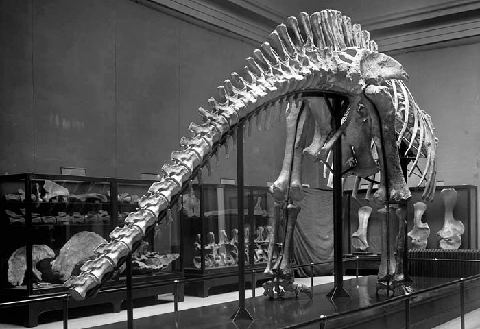 Reconstrucción de un Brachiosaurus