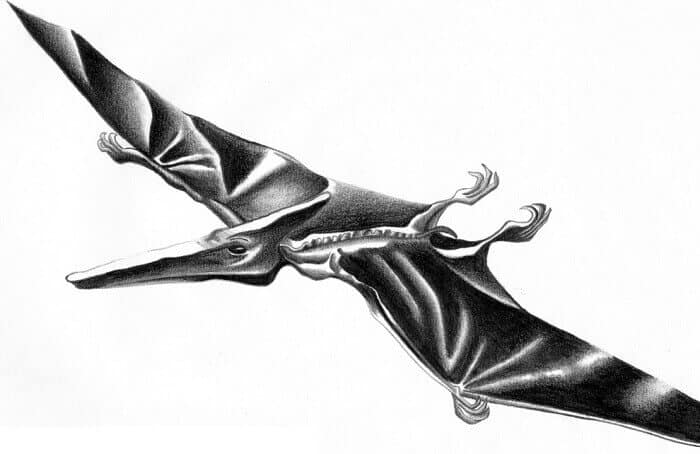 Dibujo de un Pterodactylus