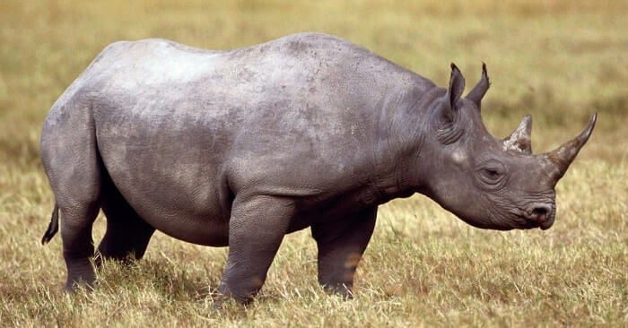 El Elasmotherium pertenece a la familia de rinocerontes