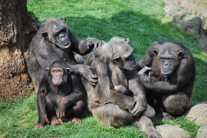 Familia de primates