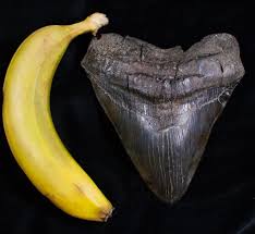 Fósil de diente de megalodón