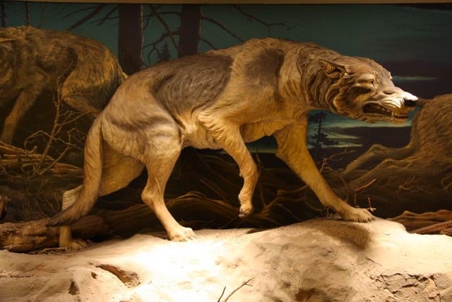 El lobo gigante prehistórico – Dinosaurios