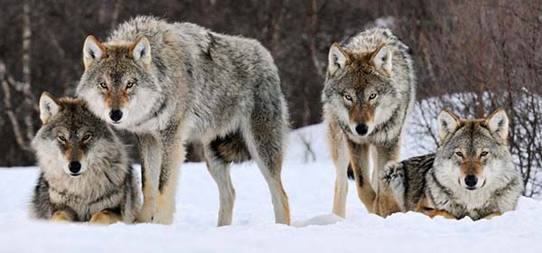 El lobo gigante prehistórico – Dinosaurios